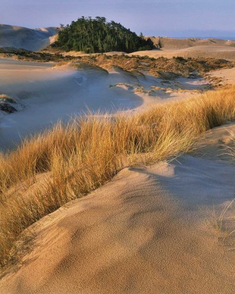 Oregon, Dunes NRA Landscape of sand dunes